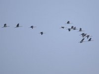 Kranich (Grus grus)  13